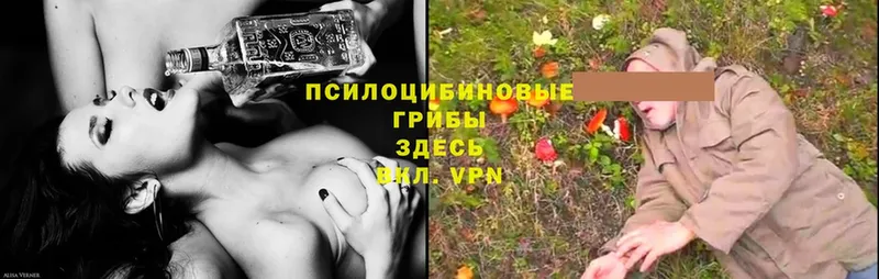 Галлюциногенные грибы Psilocybe  ссылка на мегу рабочий сайт  Ужур 